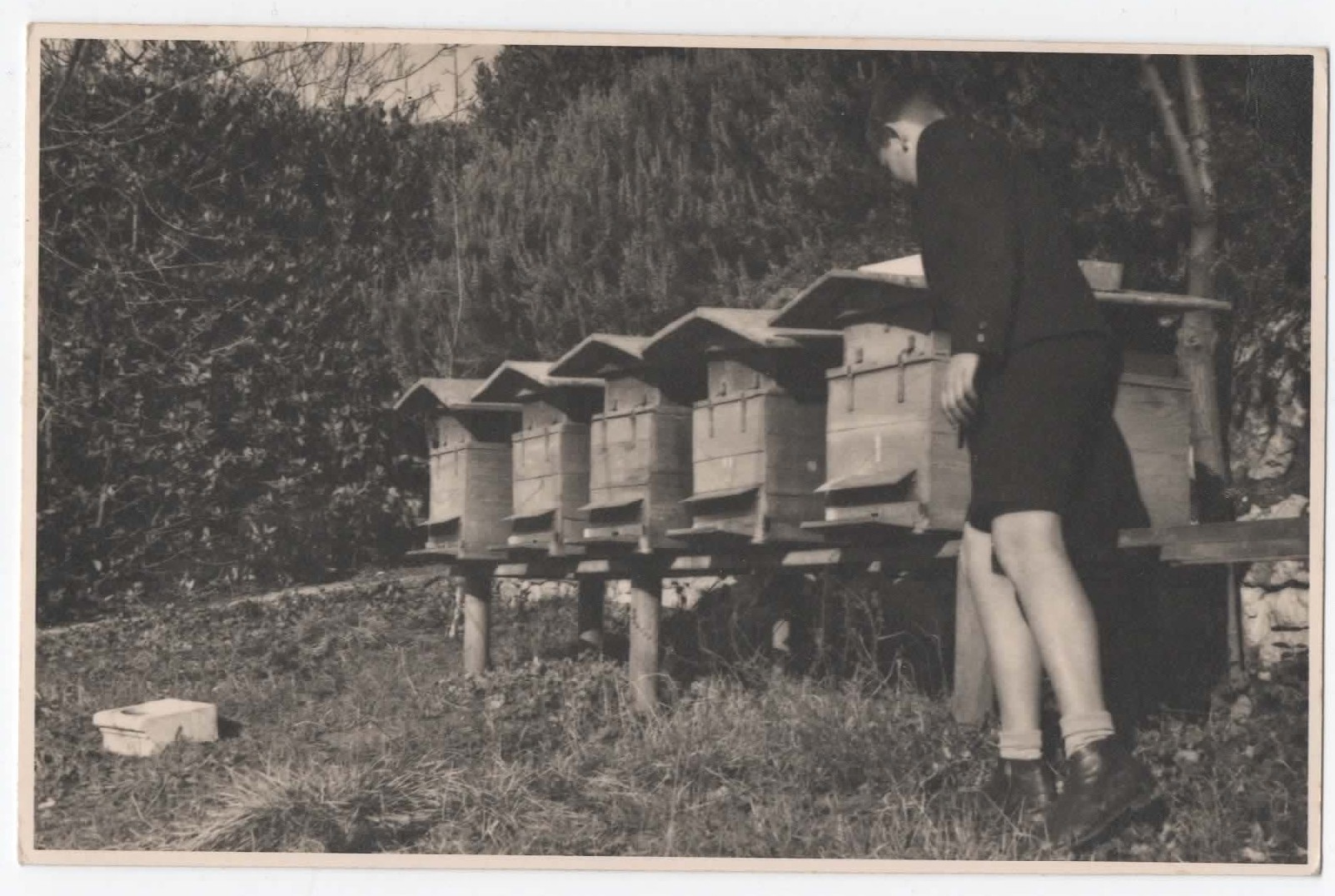 Juraj and the bees (1939)